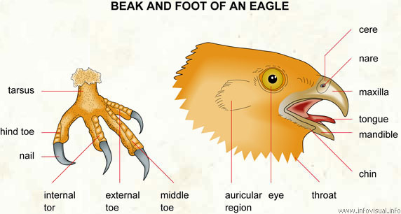 Beak and foot of an eagle